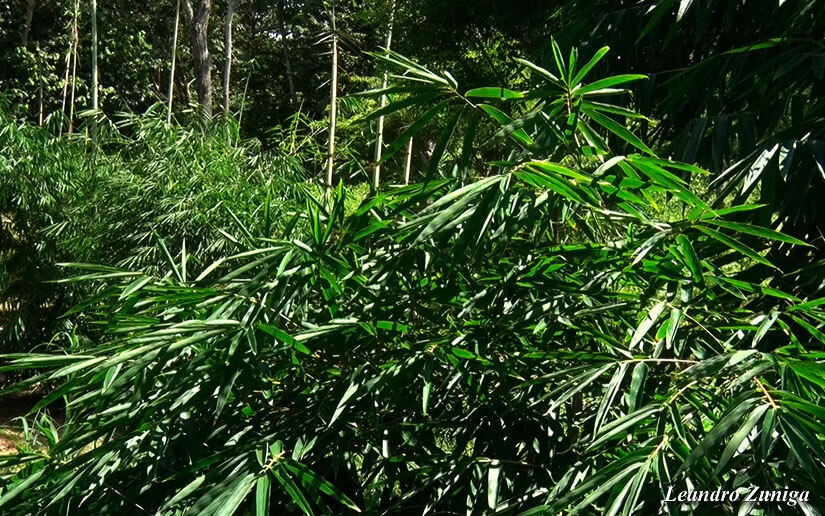 BAMBU2